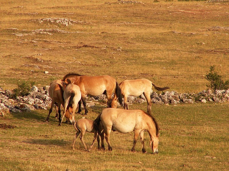 Dzungarian Horses